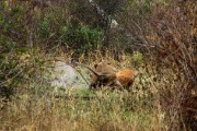 Lion brings down antelope